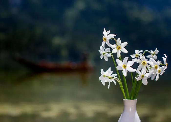 Luxus Fuer Familie Und Hund *